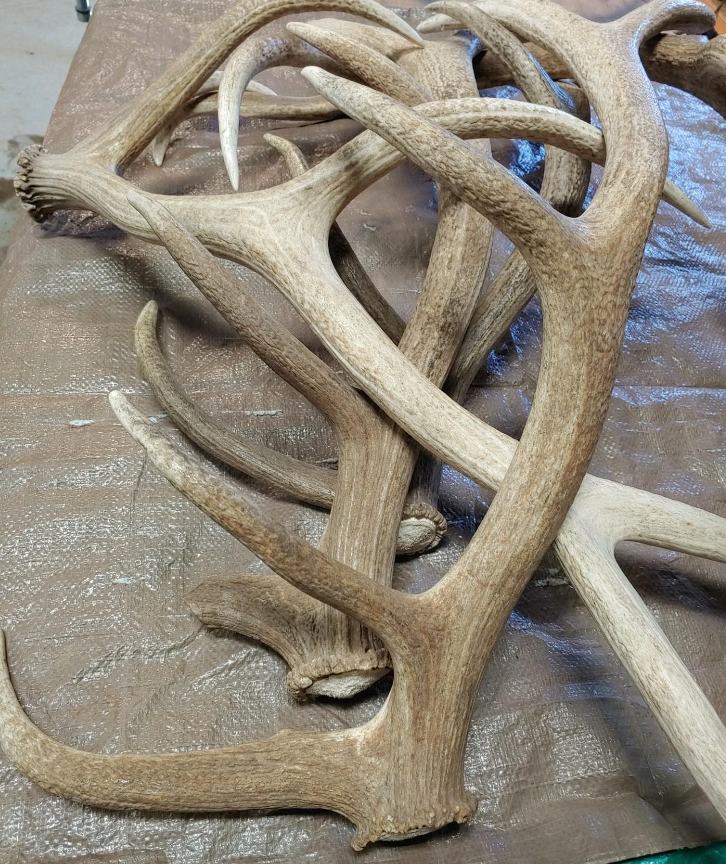 Large elk clearance antlers